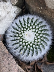 Parodia scopa