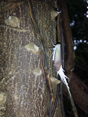 Pterodictya reticularis