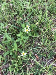 Bidens alba