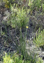 Bobartia macrospatha macrospatha