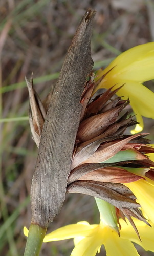 Image of Mountain Rushiris (Bobartia macrospatha) by (c) Nicola van Berkel, some rights reserved (CC BY-SA)