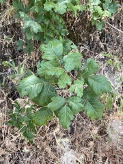 Toxicodendron diversilobum