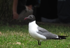 Leucophaeus atricilla megalopterus