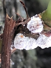 Phenacoccus dearnessi