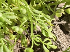 Floerkea proserpinacoides