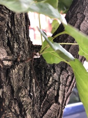 Phenacoccus dearnessi