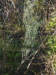 Baccharis notosergila