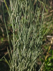 Baccharis notosergila