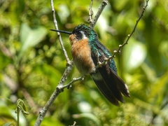 Lampornis