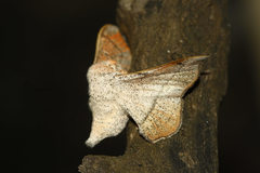 Cicinnus melsheimeri