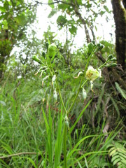 Helieae