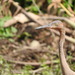 Egretta rufescens dickeyi - Photo (c) Cole Gaerber, some rights reserved (CC BY-NC), uploaded by Cole Gaerber