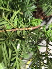 Pulvinaria floccifera