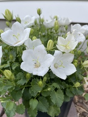 Platycodon