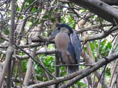 Cochlearius cochlearius zeledoni