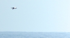 Phaethon aethereus mesonauta