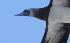 Sula leucogaster brewsteri