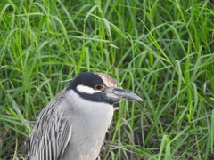 Nyctanassa violacea bancrofti