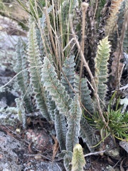 Pleopeltis lepidopteris
