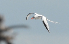 Phaethon aethereus mesonauta