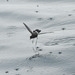 Elliot's Storm-Petrel (Galápagos) - Photo (c) Cole Gaerber, some rights reserved (CC BY-NC), uploaded by Cole Gaerber