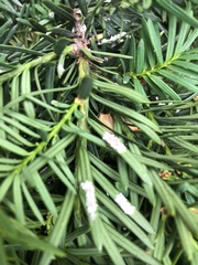 Pulvinaria floccifera