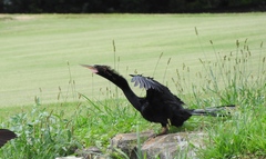 Anhinga anhinga leucogaster