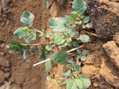 Trianthema portulacastrum
