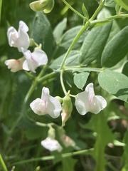 Lathyrus lanszwertii