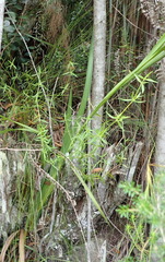 Gladiolus sempervirens