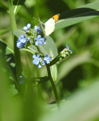 Anthocharis julia sulfuris