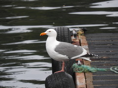 Larus occidentalis occidentalis