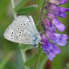 Glaucopsyche lygdamus image