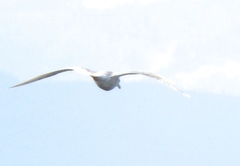 Larus glaucescens × hyperboreus