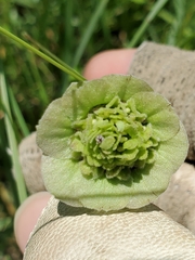 Berlandiera lyrata