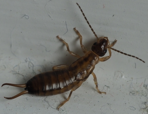 European Earwig photo 4