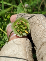 Berlandiera lyrata