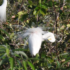 Ardea intermedia intermedia