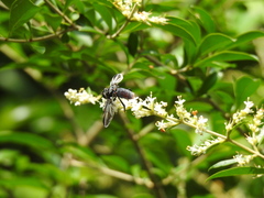 Trichopoda lanipes