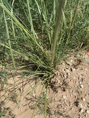 Setaria macrostachya