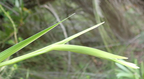 Image of Gladiolus sempervirens by (c) Nicola van Berkel, some rights reserved (CC BY-SA)