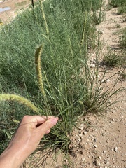 Setaria macrostachya