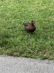 Cairina moschata domestica