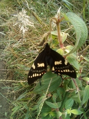Papilio cacicus