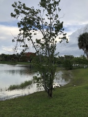 Magnoliopsida