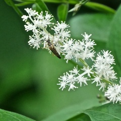 Analeptura