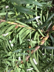 Pulvinaria floccifera