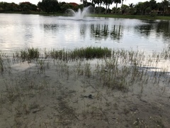 Poaceae