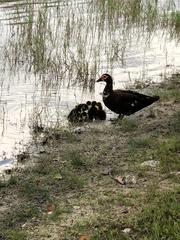 Cairina moschata domestica