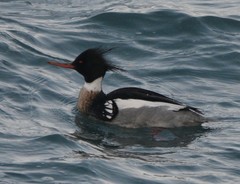 Mergus serrator